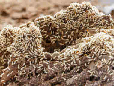 桂城灭治白蚁中心居民的家里发现了大量的白蚁