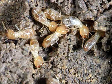罗村白蚁防治公司白蚁的生活习性是什么