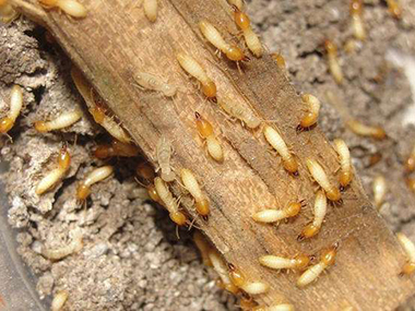 大沥镇黄岐杀灭白蚁中心发现树木遭到多种白蚁啃食