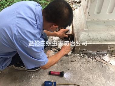 白云区别墅白蚁防治工程