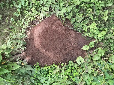 桂城除白蚁公司怎么消灭植物花卉的白蚁危害