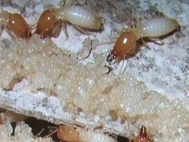 官窑治白蚂蚁公司如何进行白蚁的防治？白蚁的防治误区