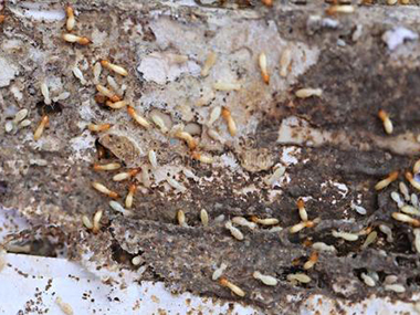 黄岐防治白蚁公司家中的木制家具有白蚁怎么办