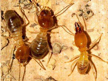 丹灶验收蚁害所：蚂蚁的生活习性是什么