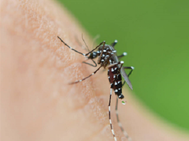 盐步蚊虫消杀机构——蚊子最怕什么气味？