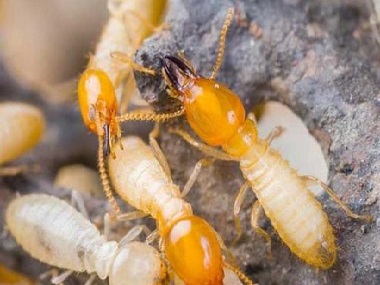 平洲白蚁预防所有效的白蚁防治方法是什么