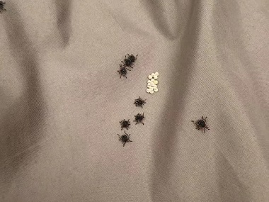 官窑病媒生物消杀公司臭虫的危害防治措施