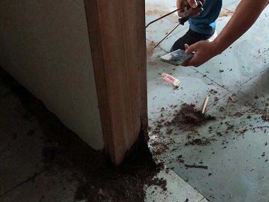 狮山白蚁预防中心家里有白蚁怎么找白蚁窝