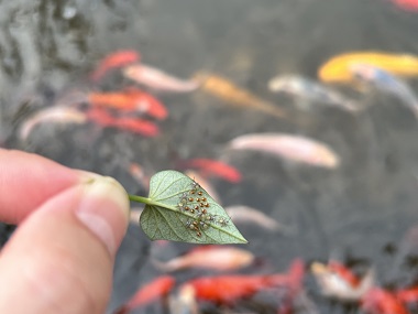 里水专业杀虫中心如何把家里的“臭屁虫”一网打尽