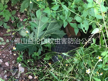 沙头住宅区处理蛇患工程