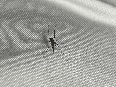 沙头除四害夏天怎么防蚊子？除蚊灭蚊有什么好方法