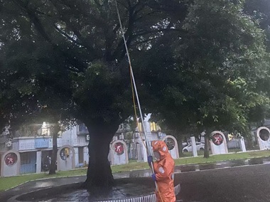 西樵蜂患处理站——家门口发现马蜂窝怎么办？