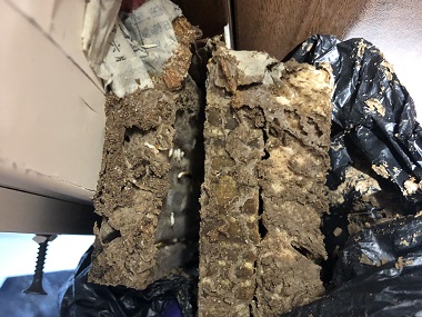 松岗上门灭白蚁中心家里白蚁是怎么产生出来的